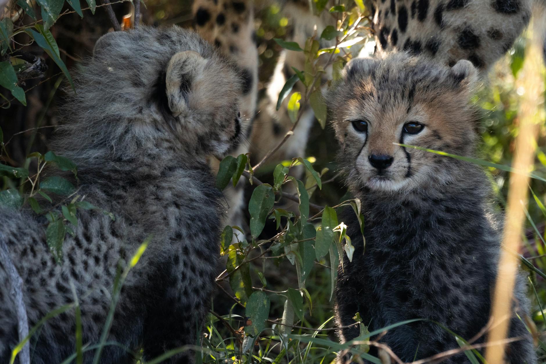 Cheetah Cub Baby