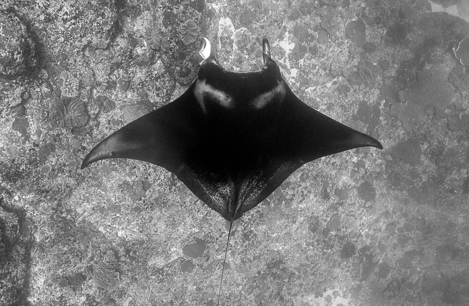 Manta Ray Animals