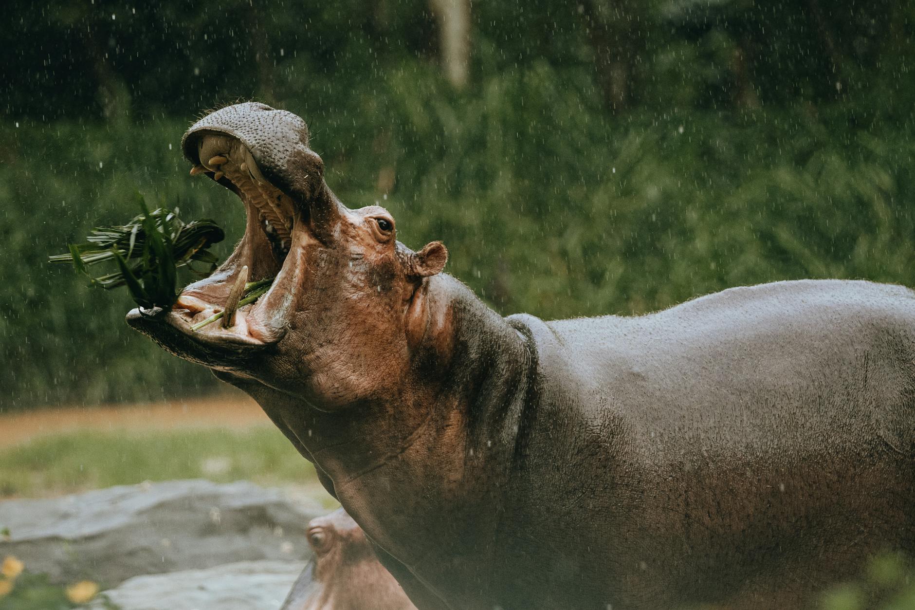 Hippopotamus Animal