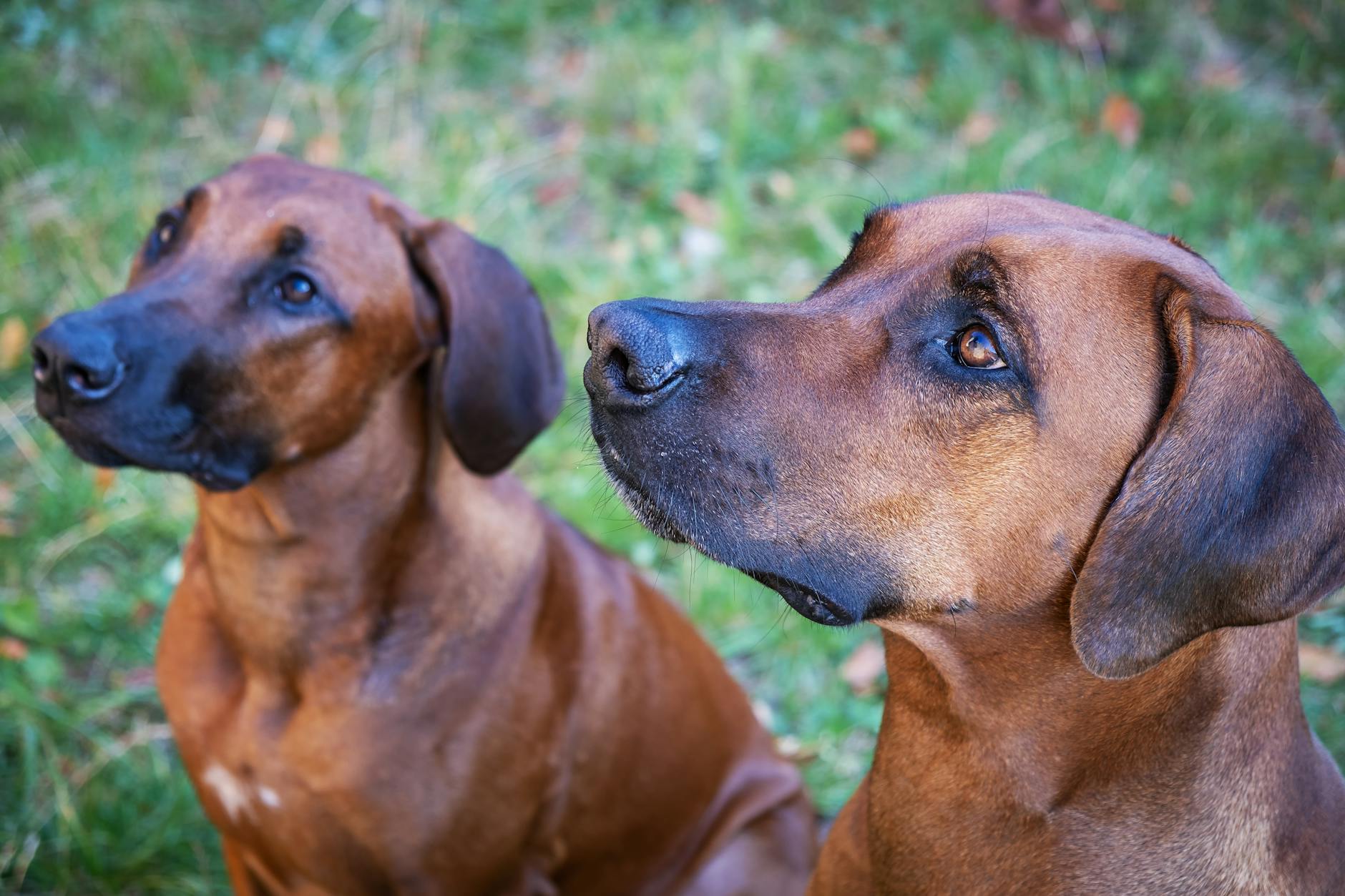 Rhodesian Ridgeback Dog Breed