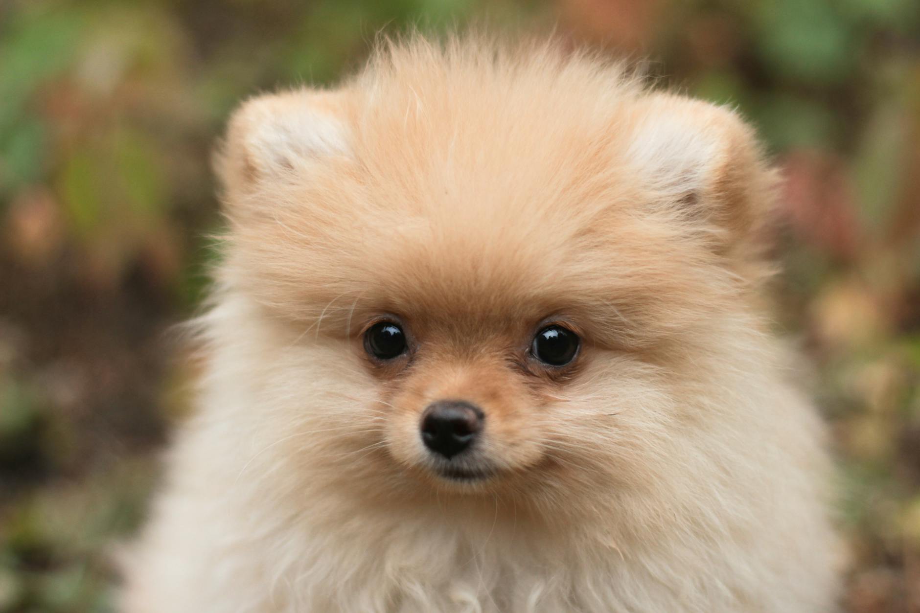 Pomeranian Dog Breed