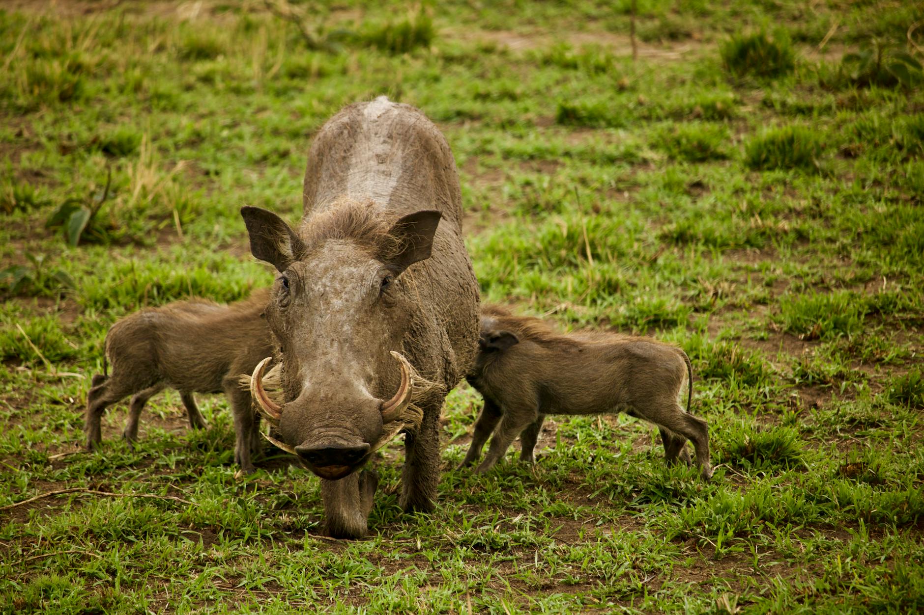 Warthog Animal