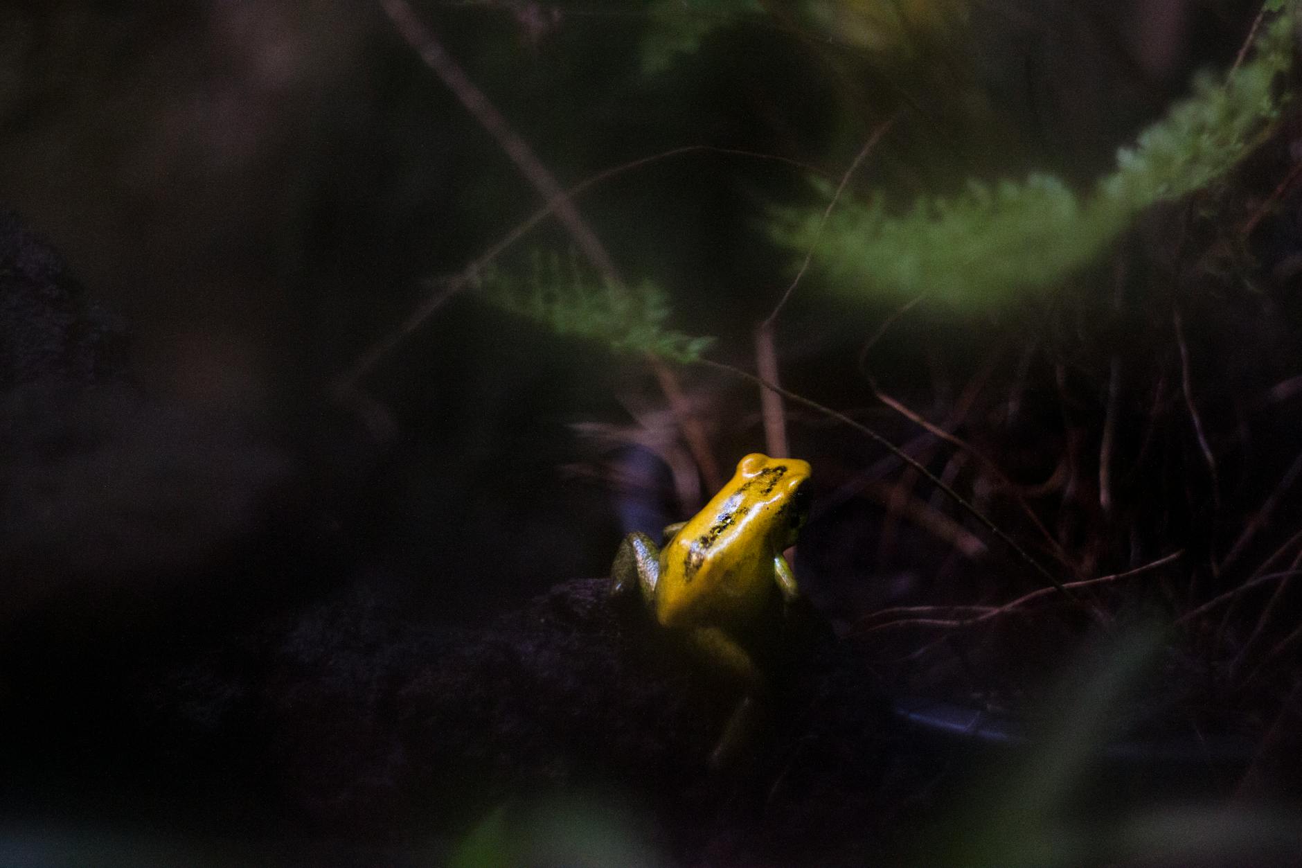 yellow frog
