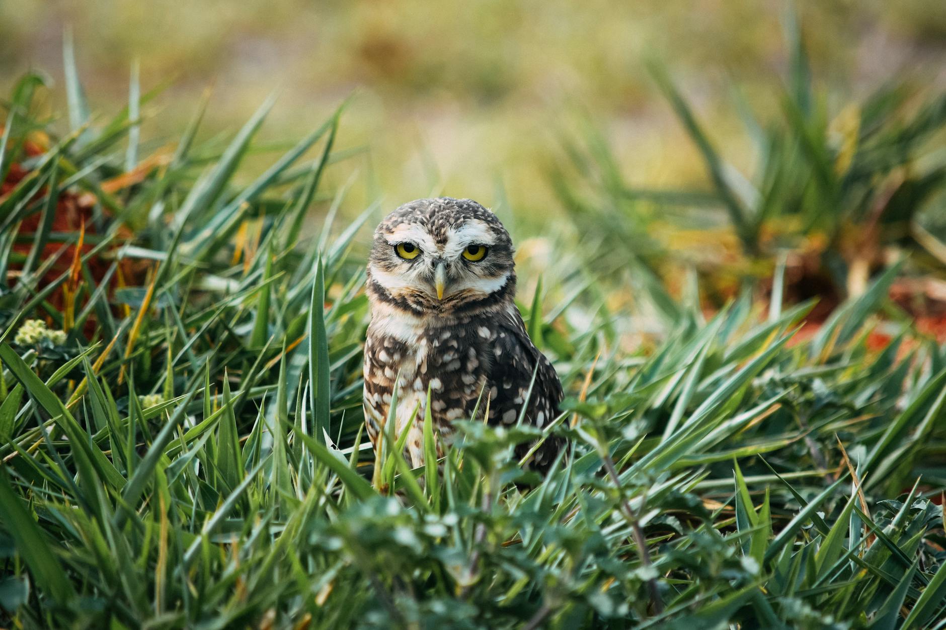 Burrowing Owl