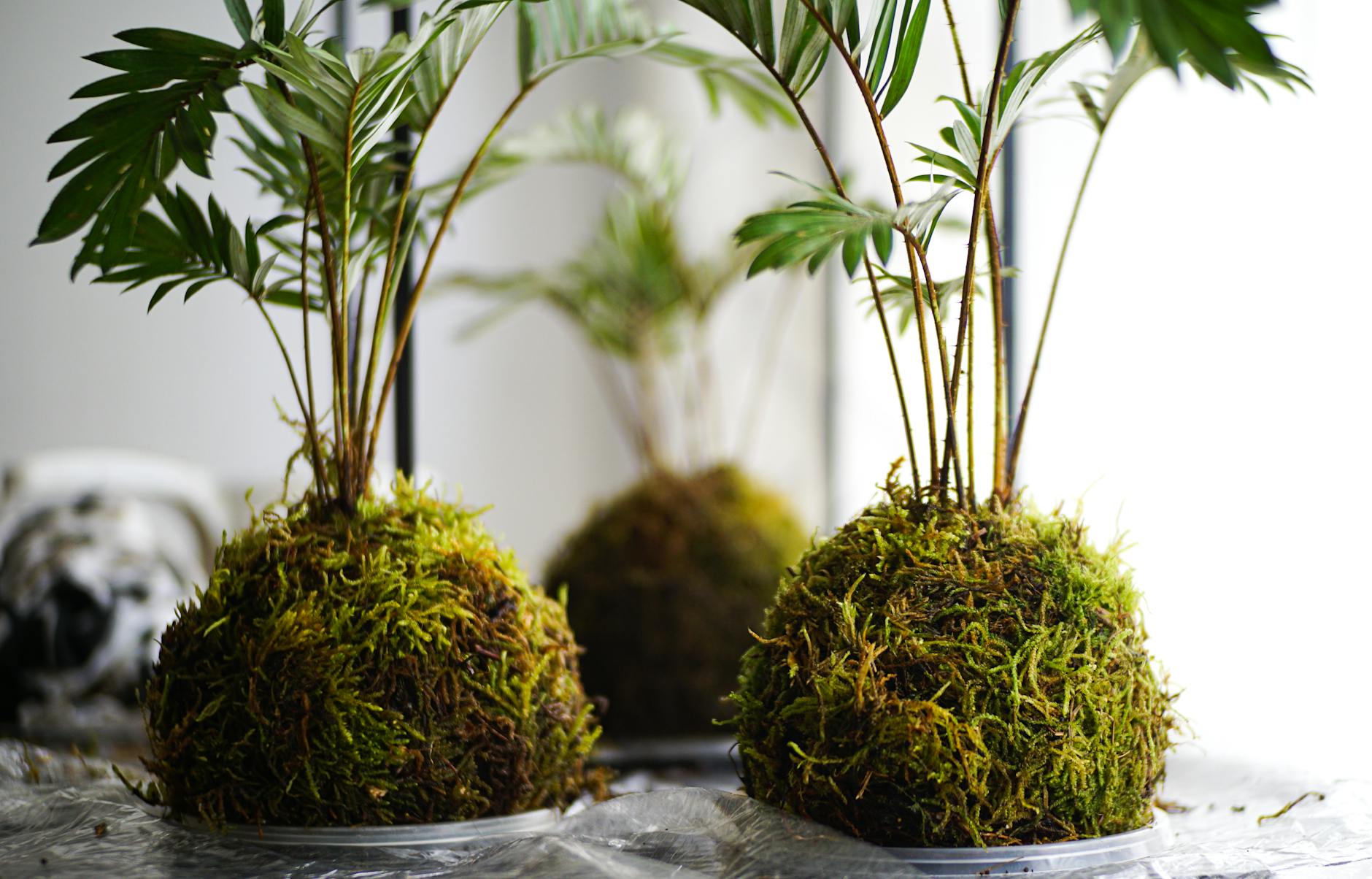 Moss Houseplant