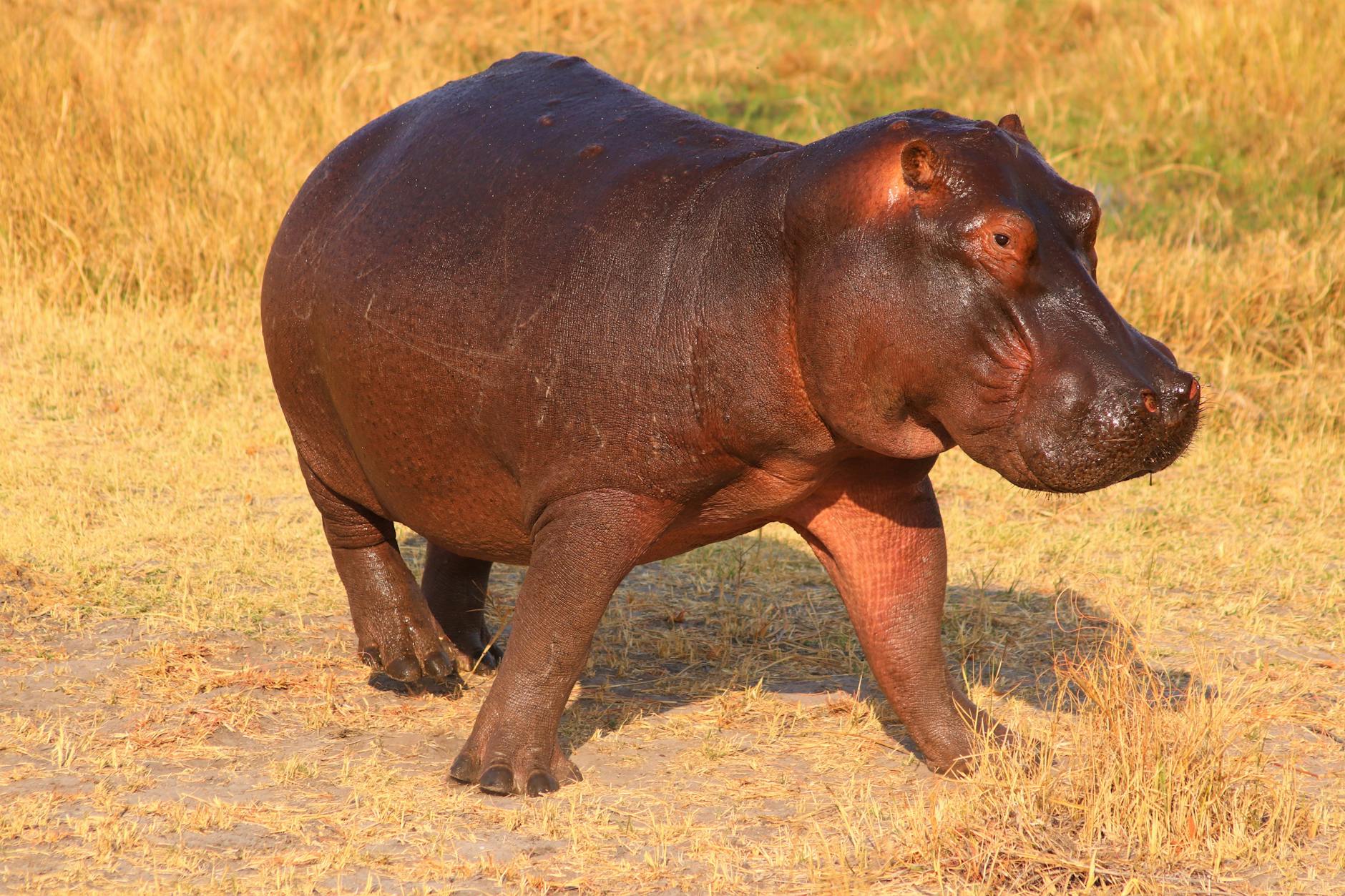 Hippopotamus Animals
