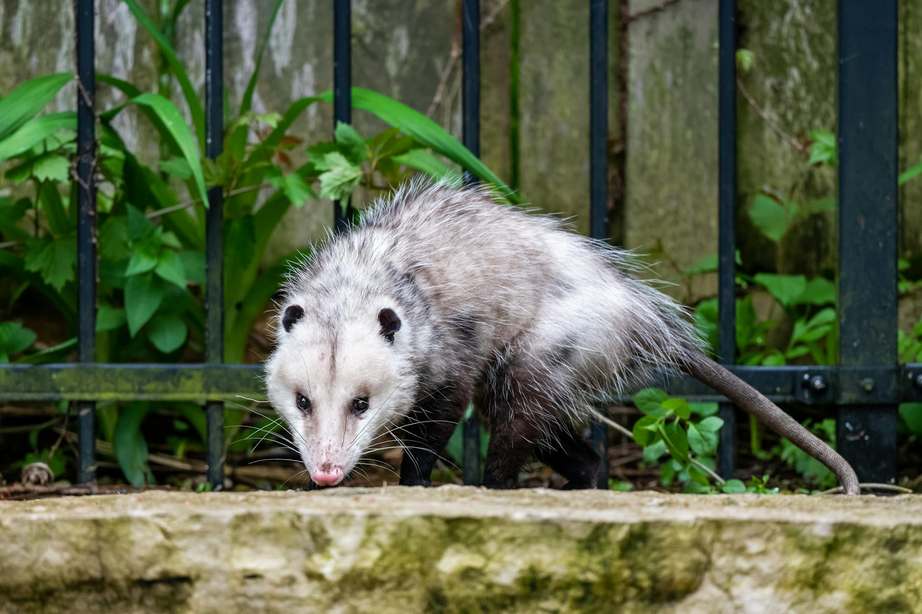 Opossum Baby