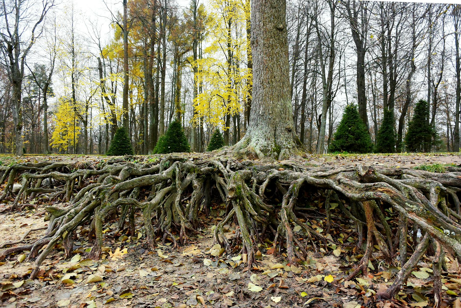 Tree Roots