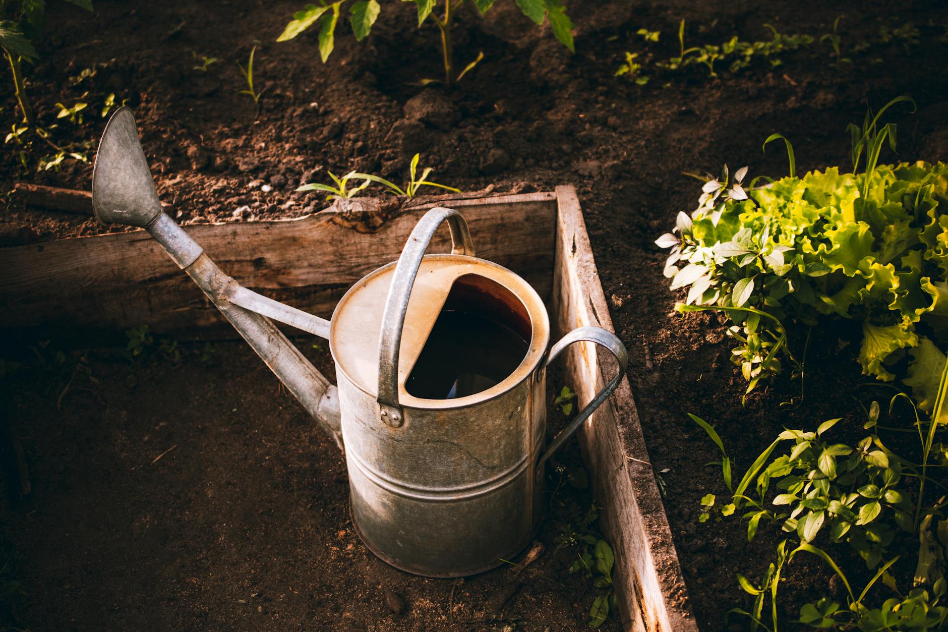 Evening Watering garden