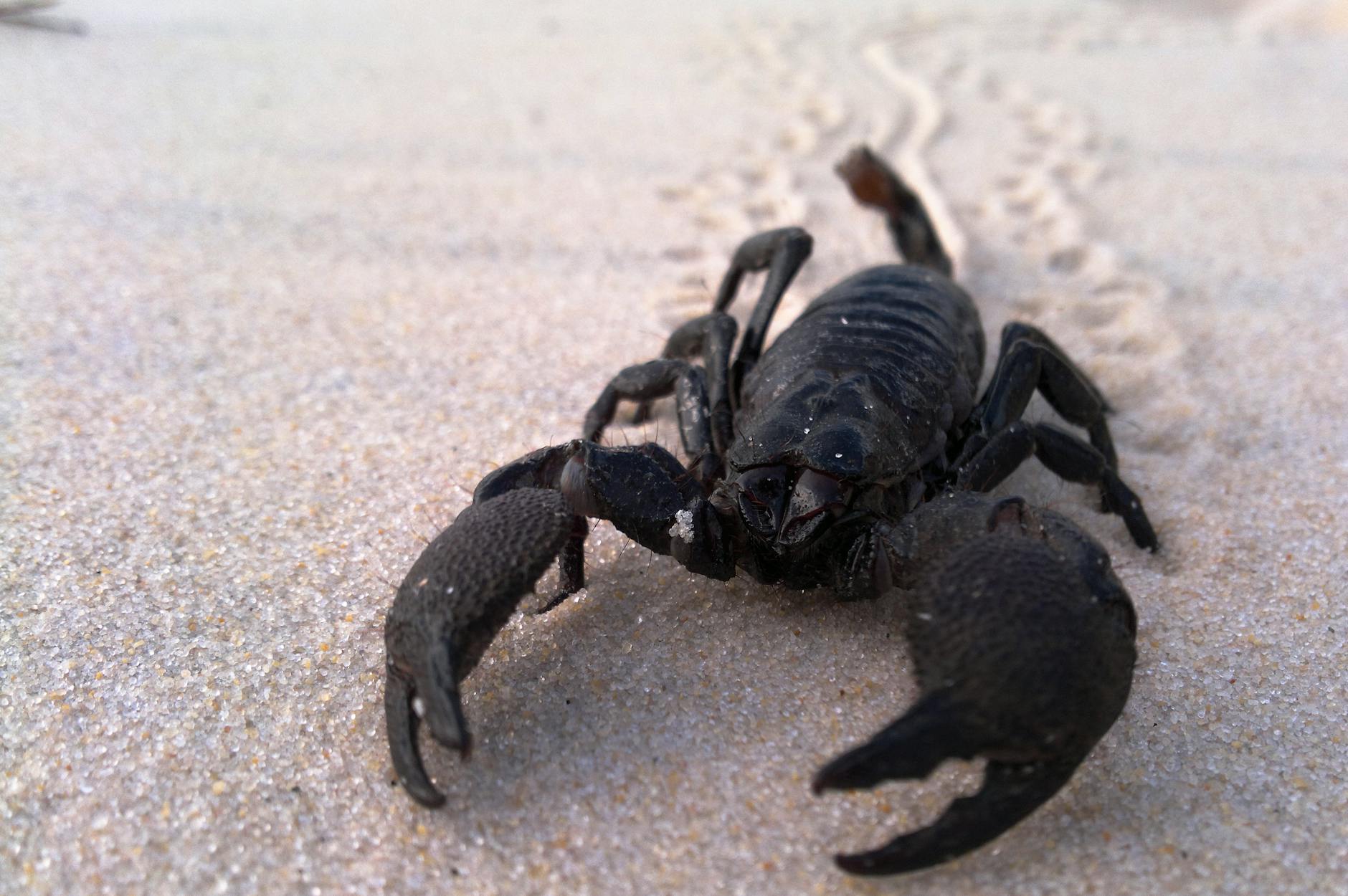 Deathstalker Scorpion