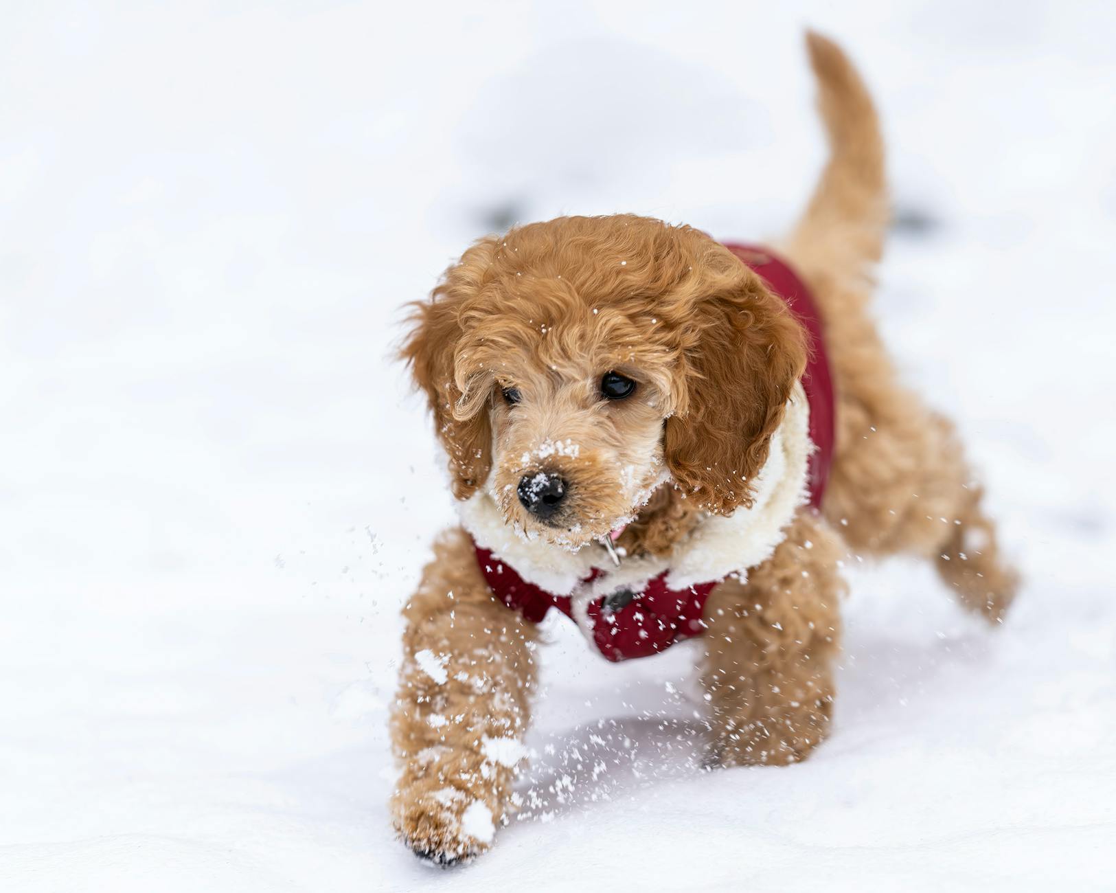 Goldendoodle Dog Breed