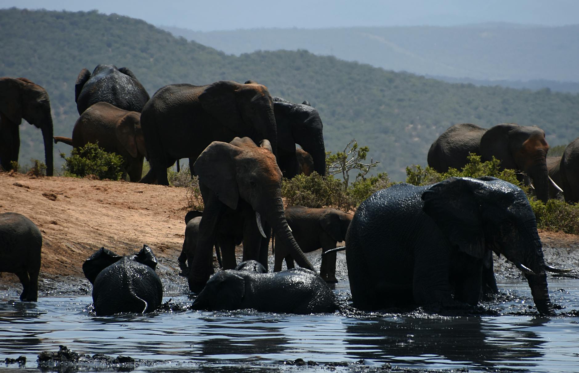 African Elephants