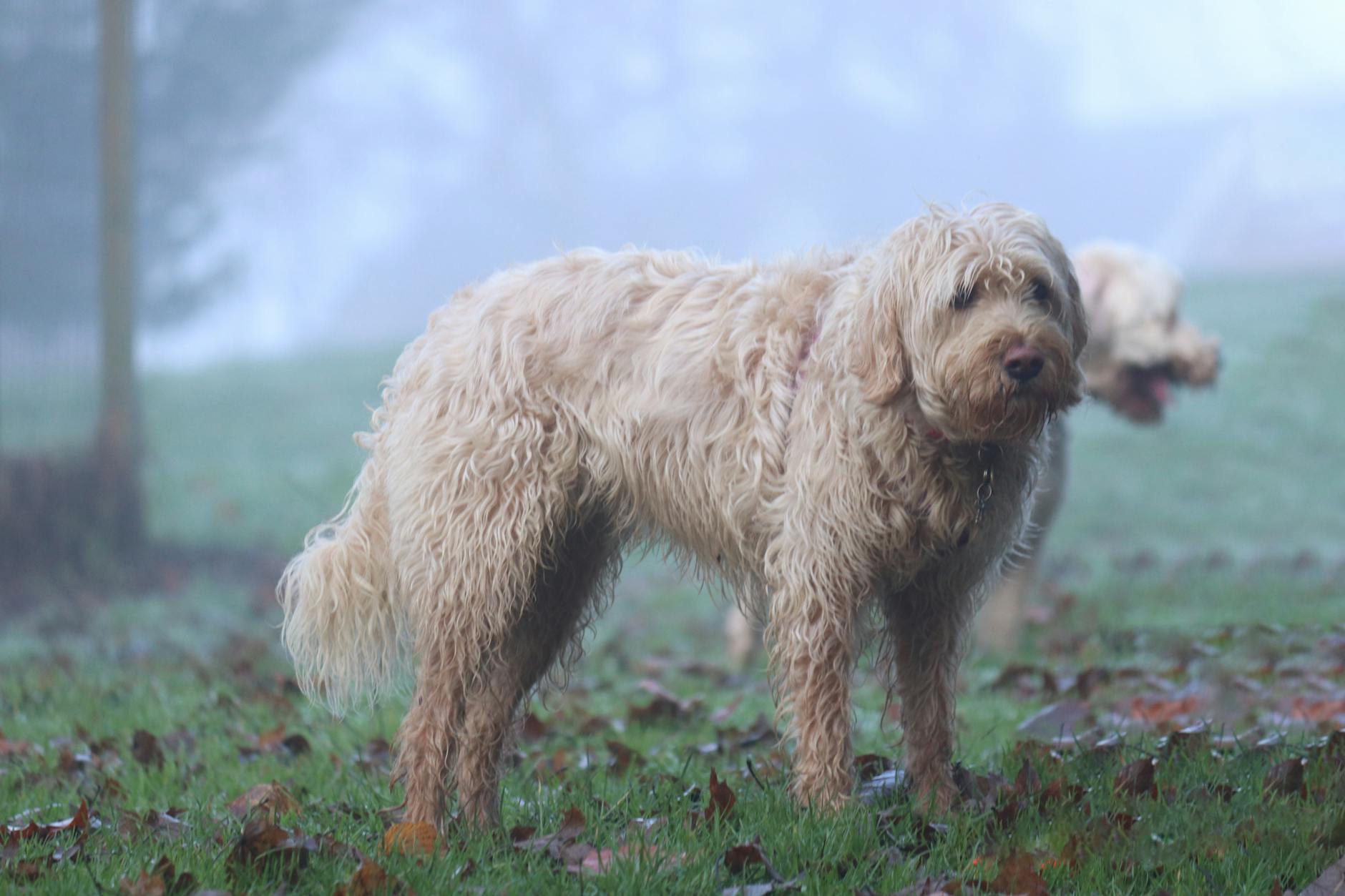 Otterhound Dog Breed