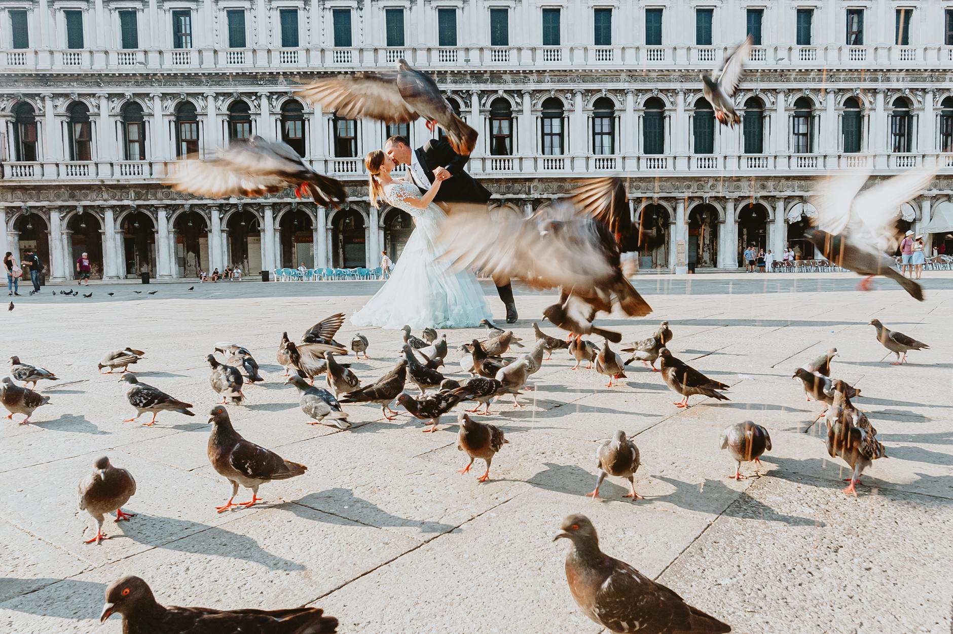 Pigeons In Venice
