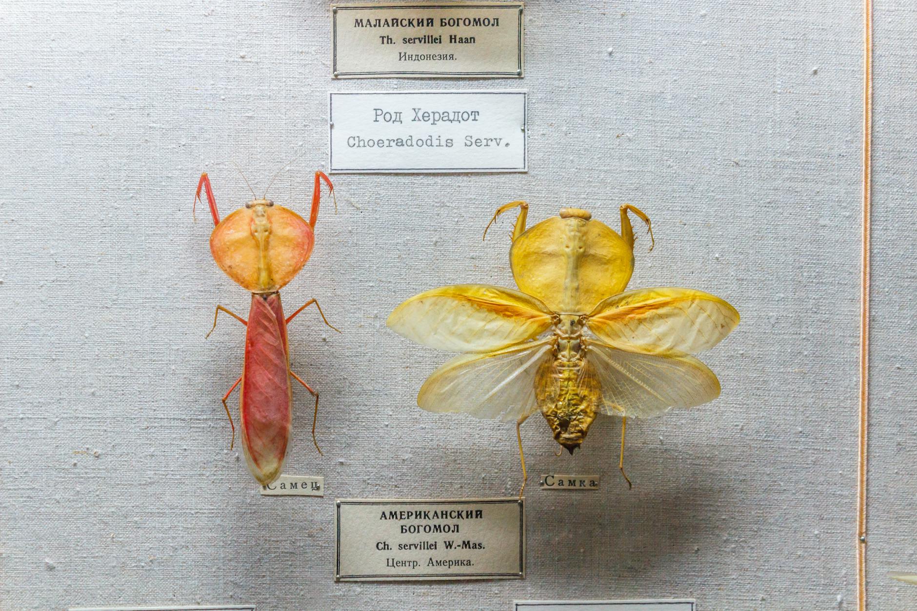 Taxidermy Insects