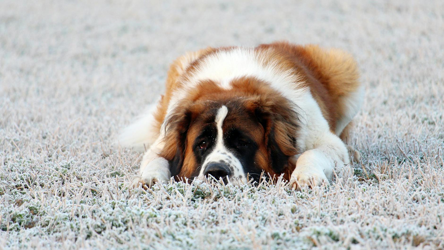 Saint Bernard Dog Breed
