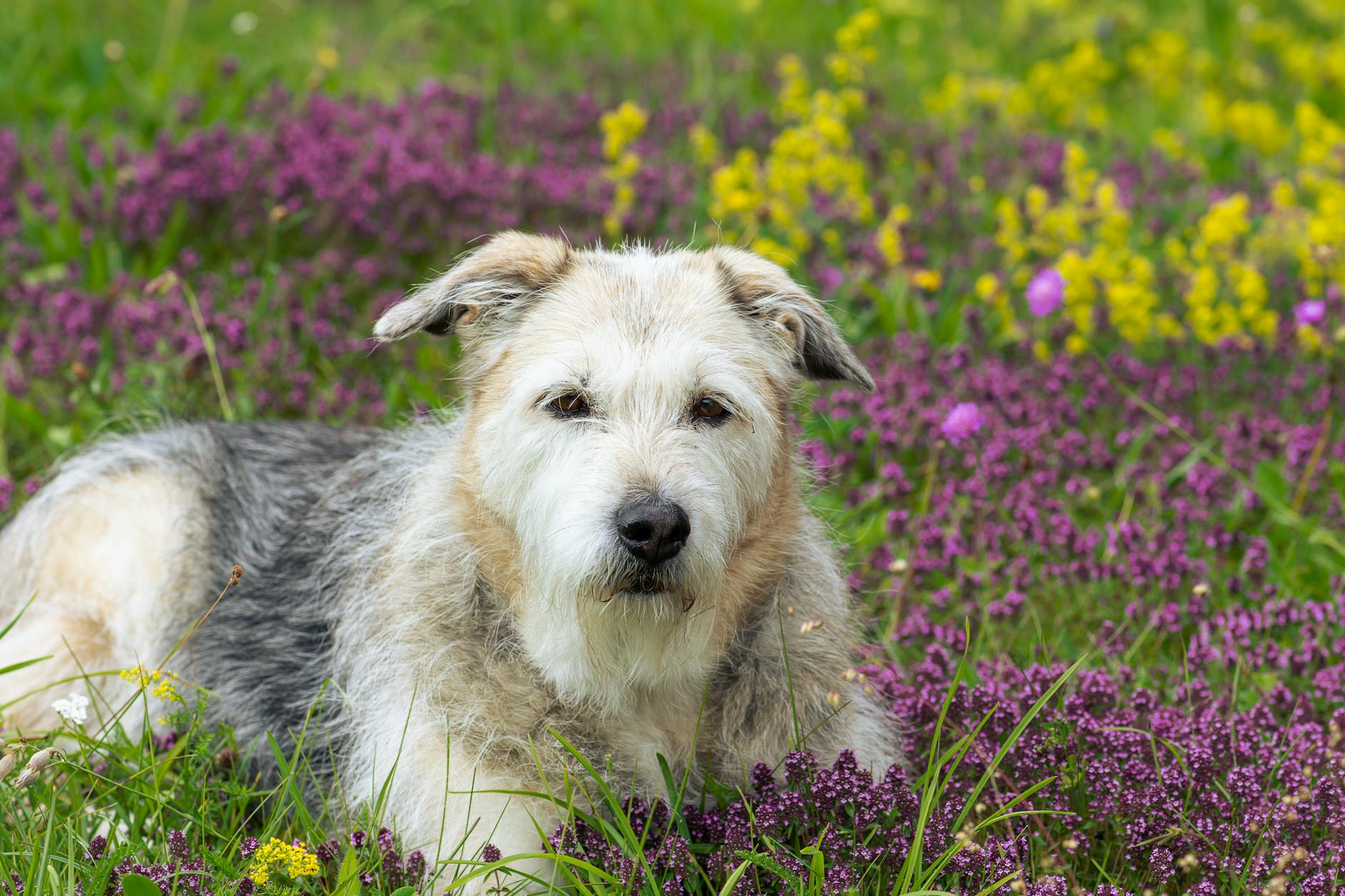 Glen Of Imaal Terrier Dog Breed