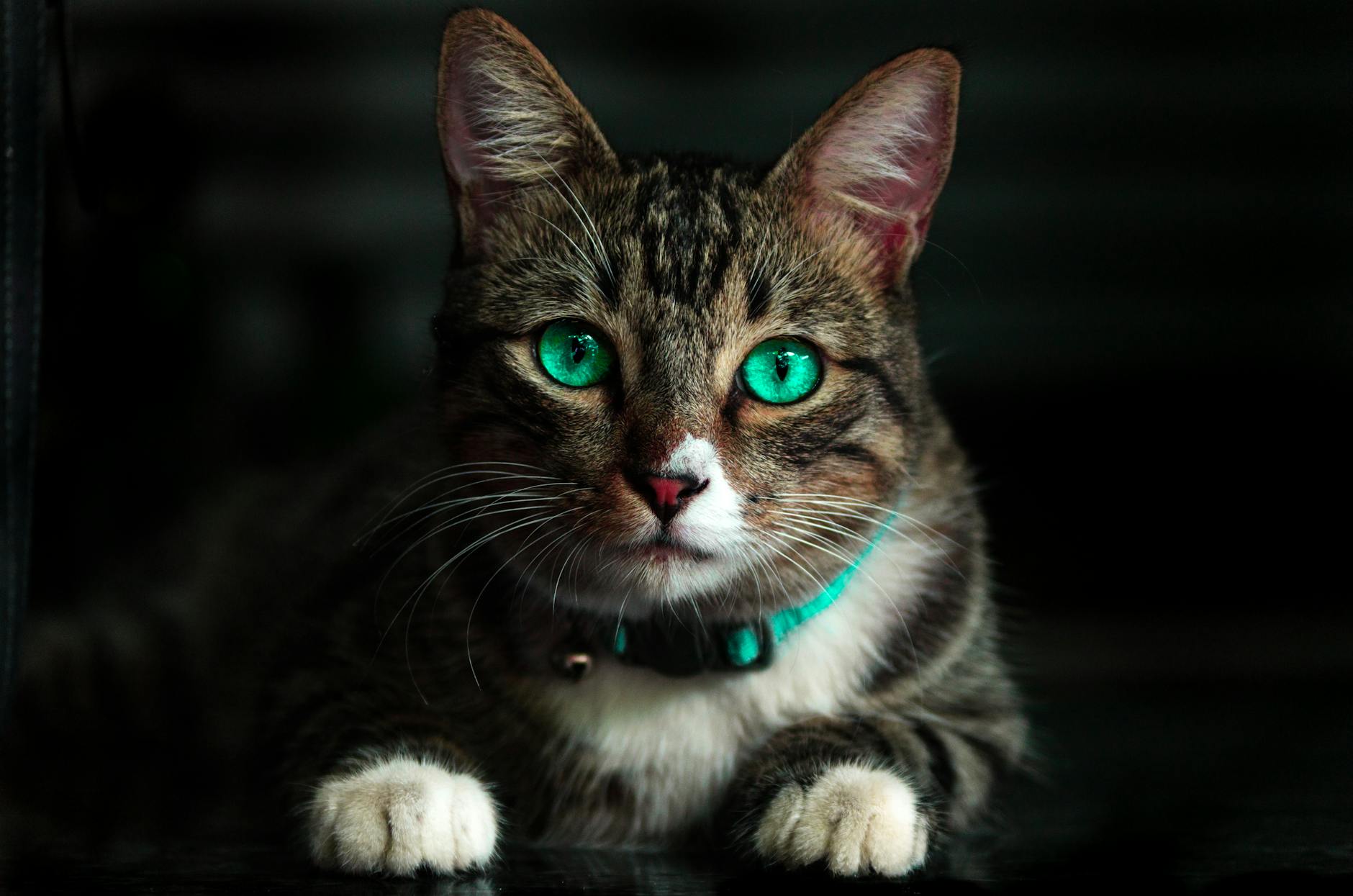 Singapura Cat Breed