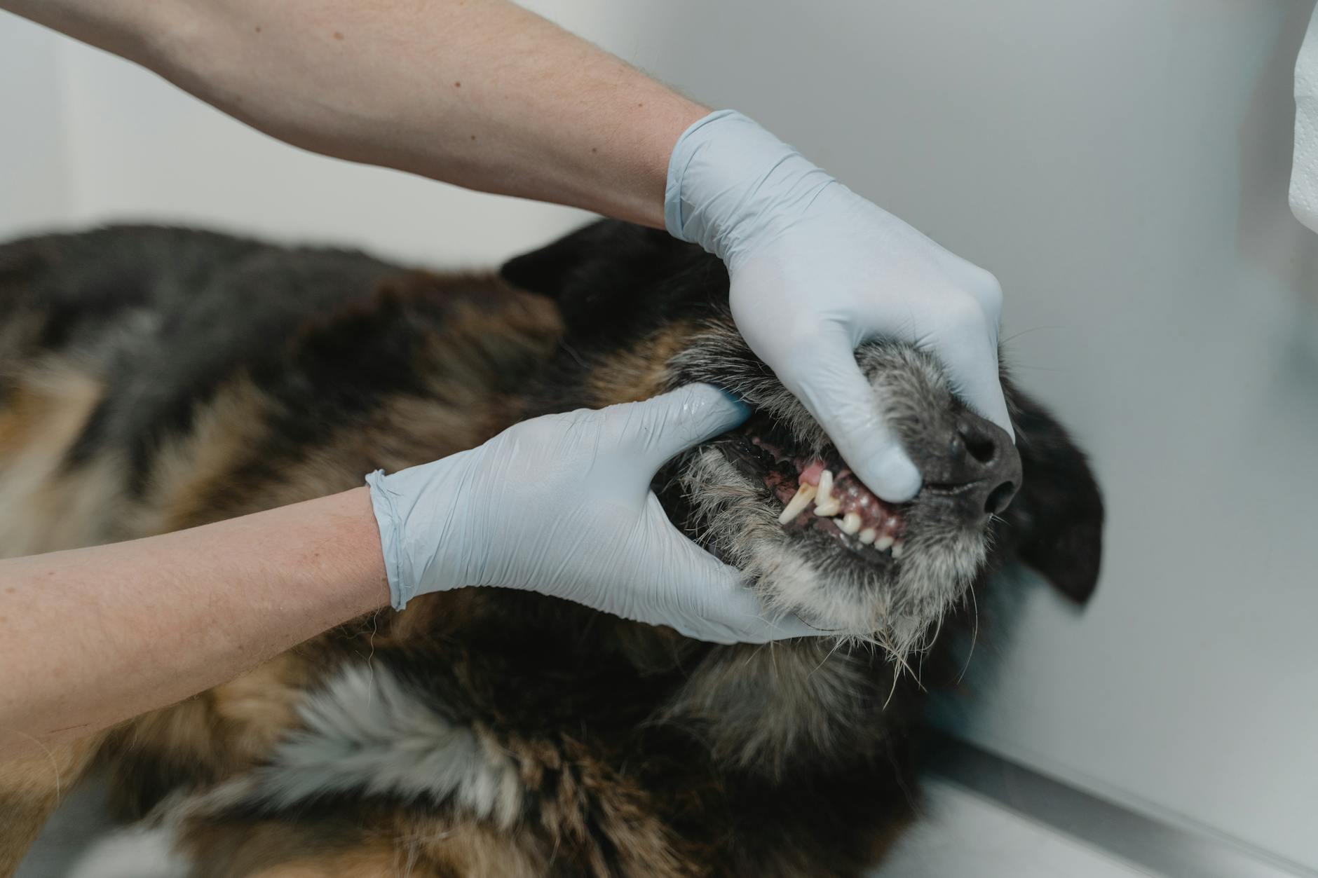 Dental Dog