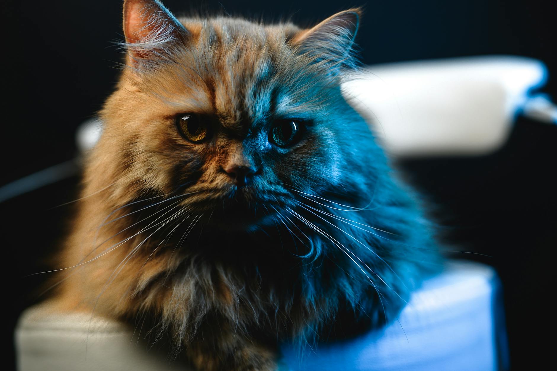 Persian cat