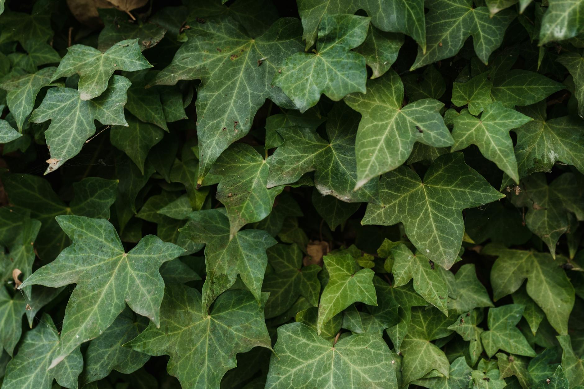 English Ivy Plant
