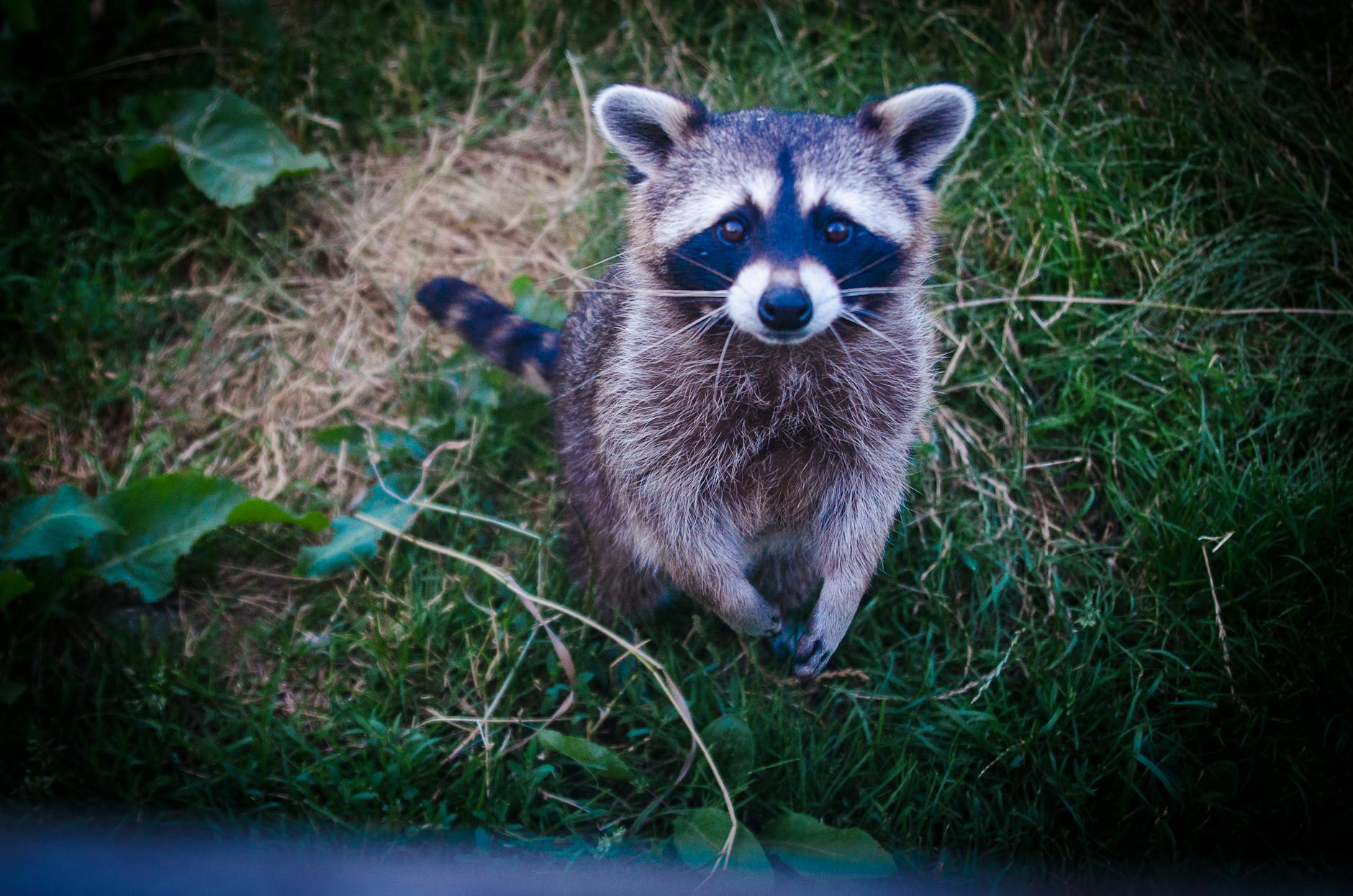 Raccoon Animal