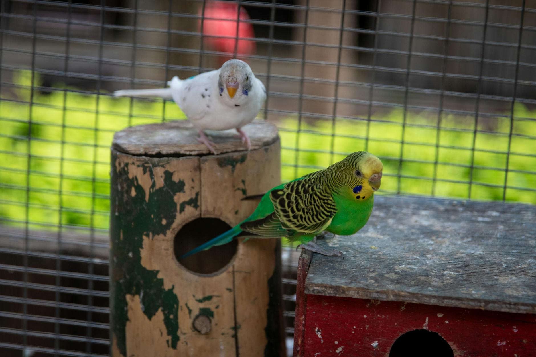Budgerigar Pets