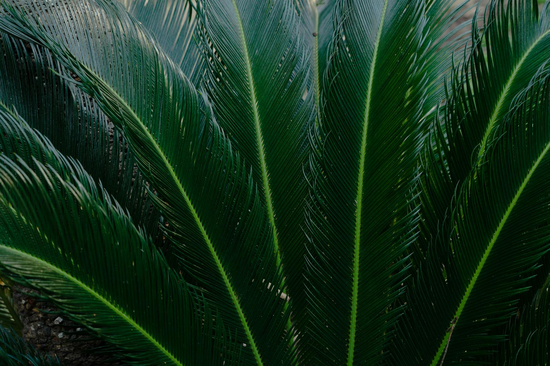 Sago Palm Plant