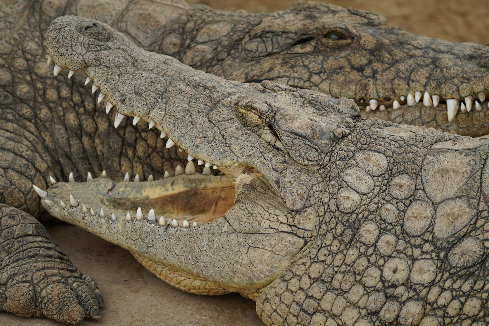 Saltwater Crocodile Animals