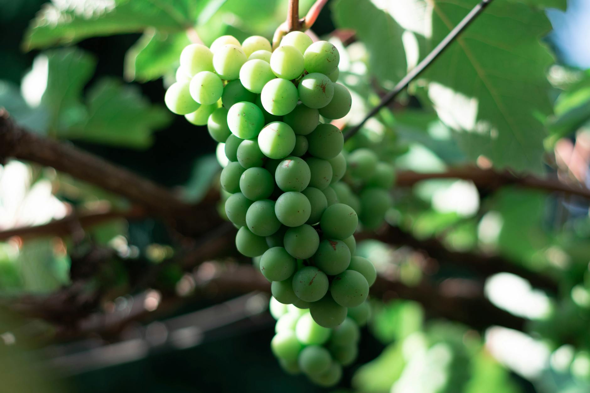 Fresh Grapes Cluster