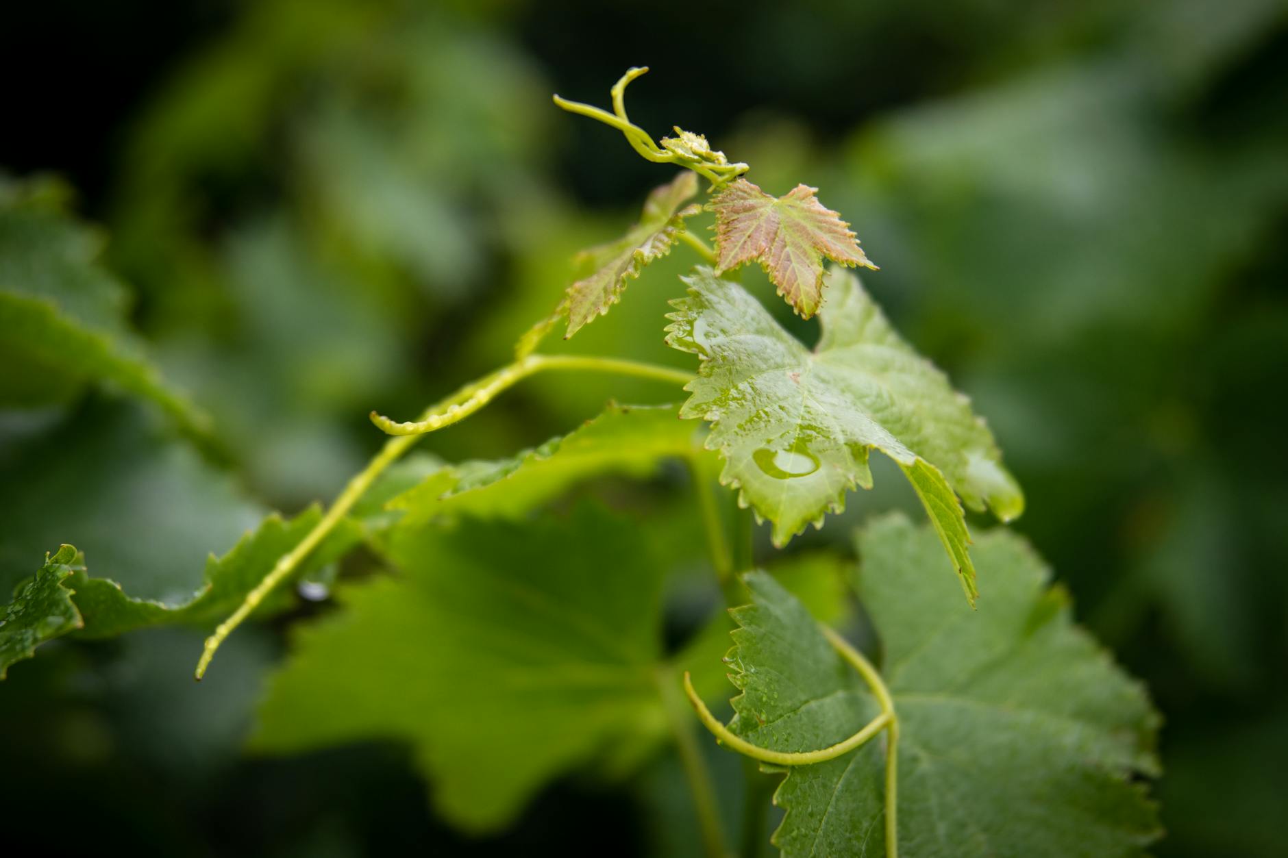 New Plant Overwatering
