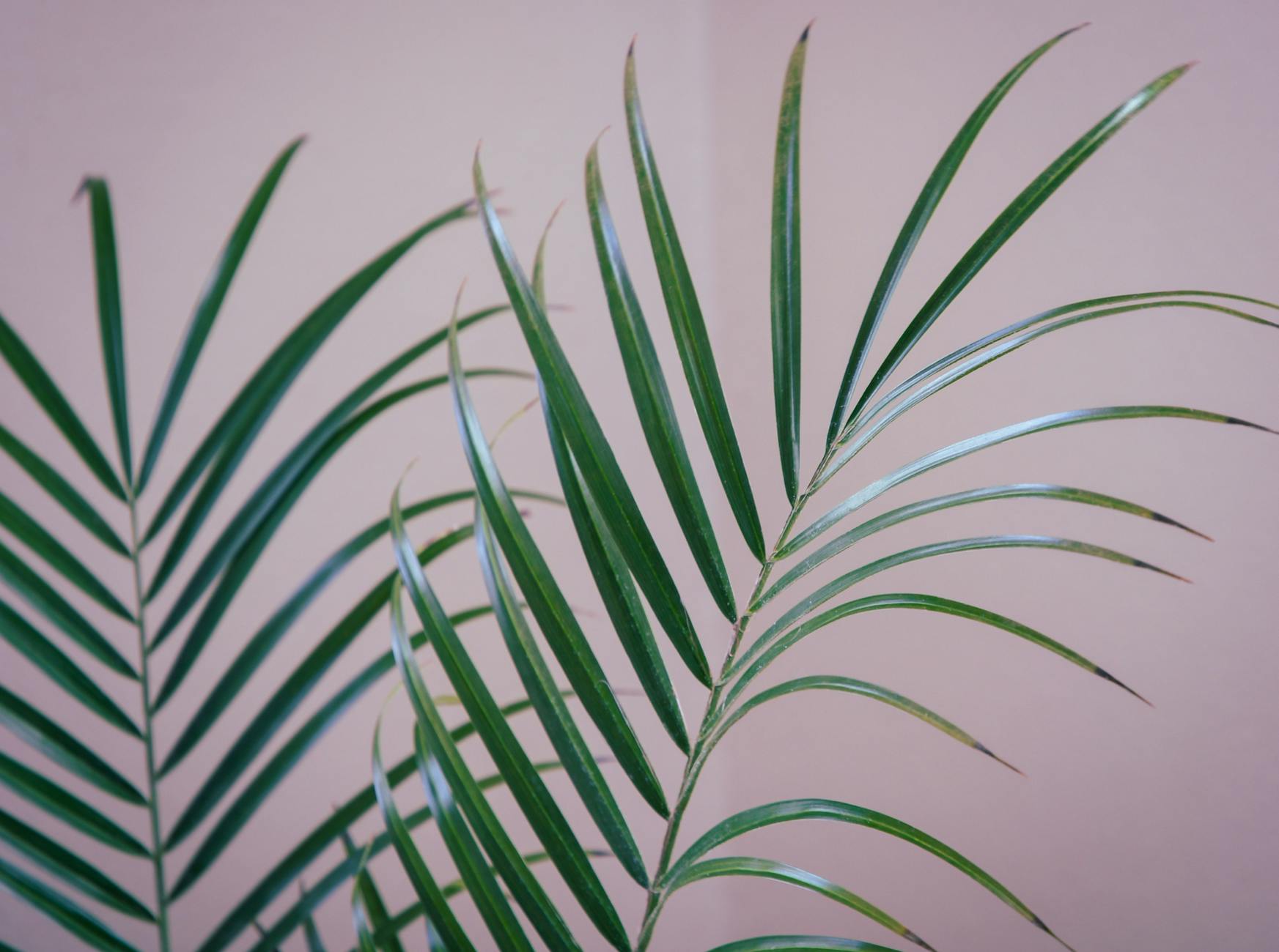 Parlor Palm Houseplant