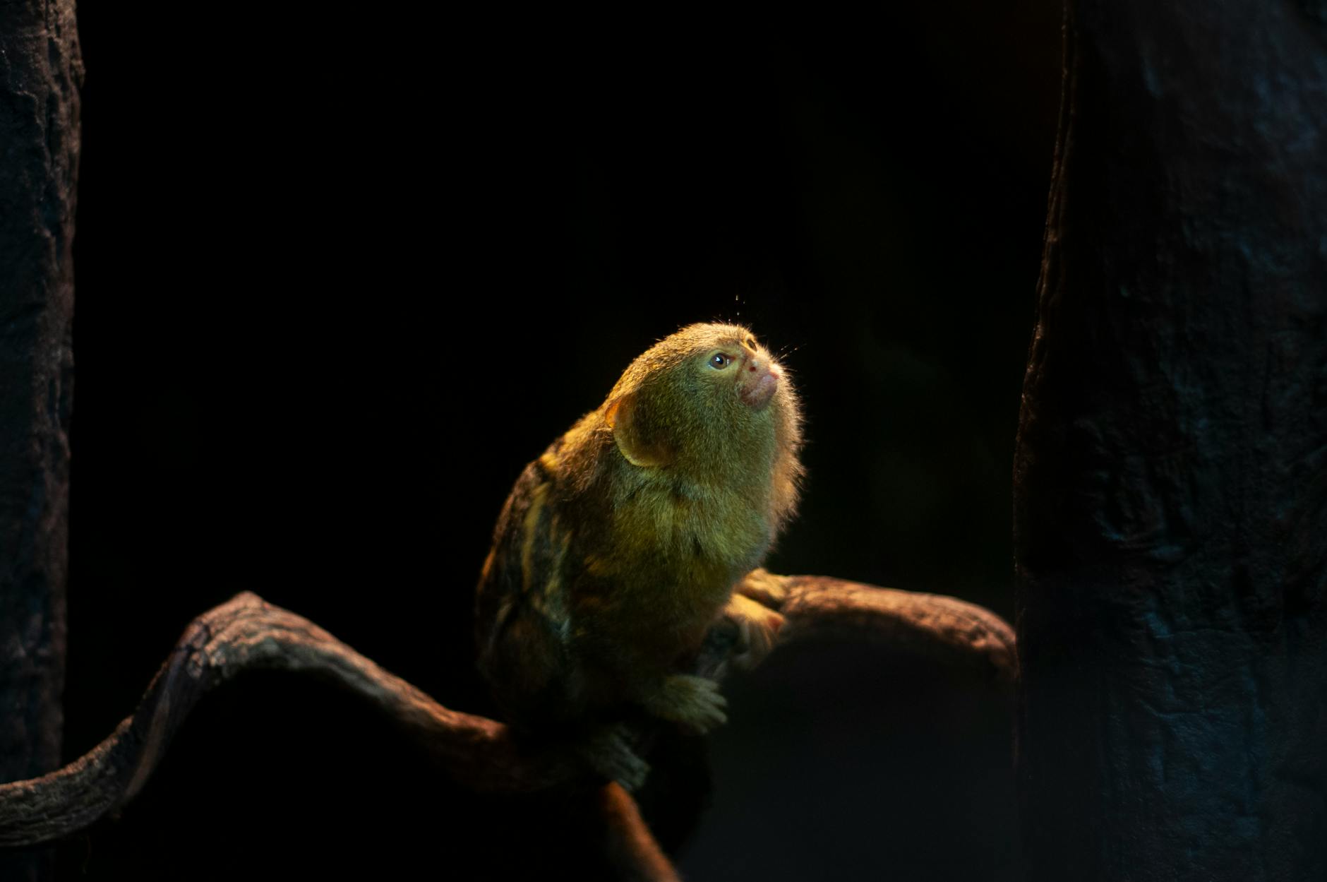 Pygmy Marmoset Animal