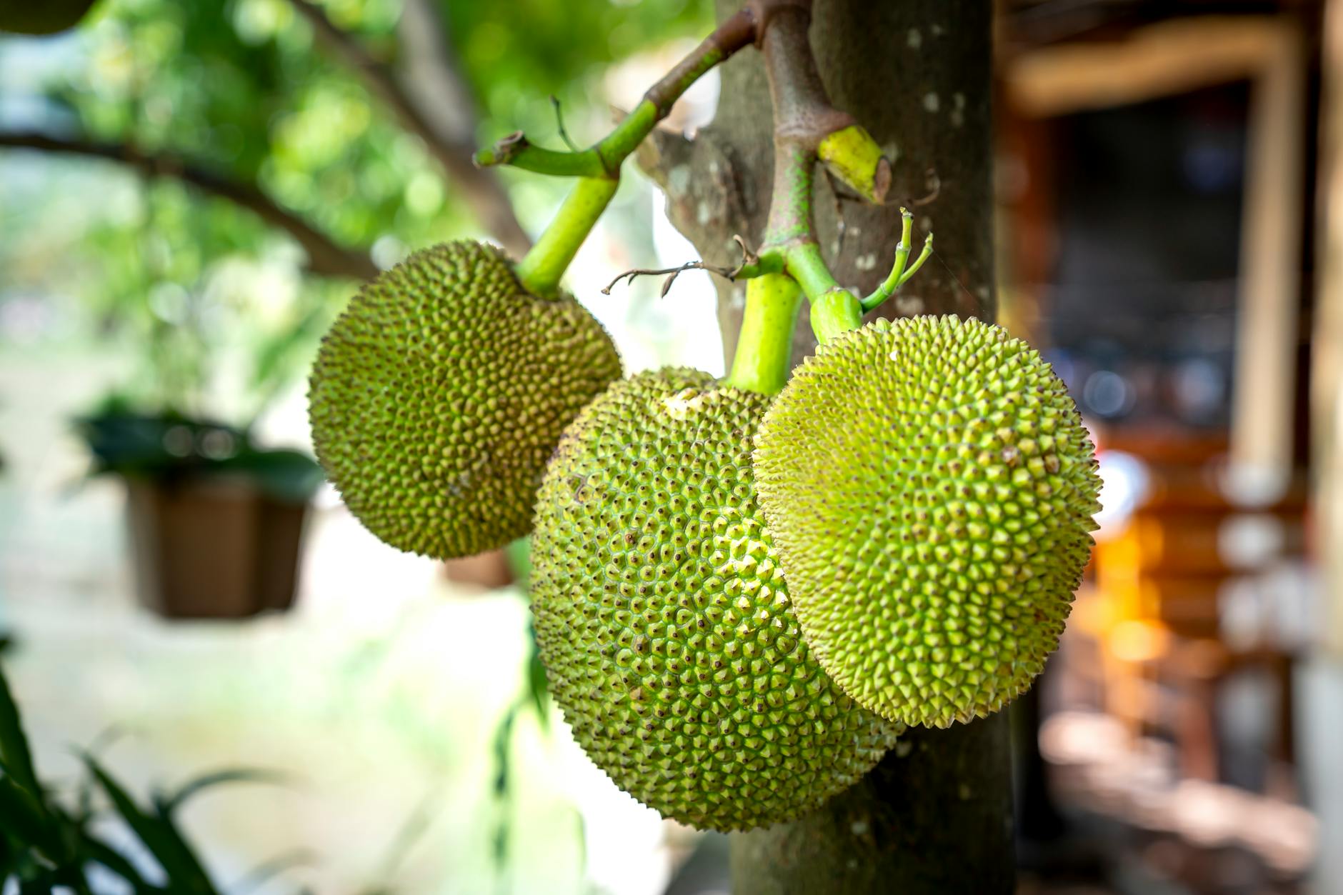 Jackfruit Seeds Food