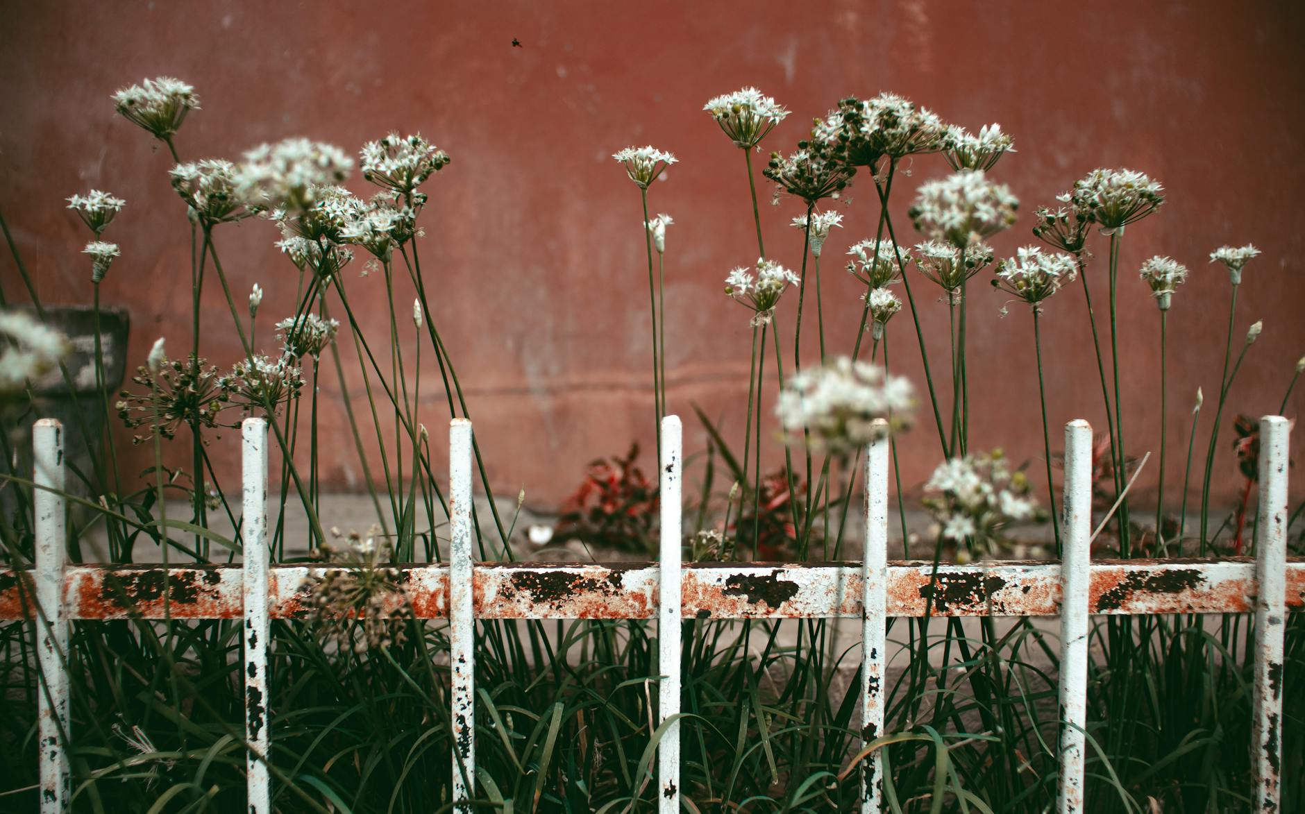 Coppicing Fences Garden+plants
