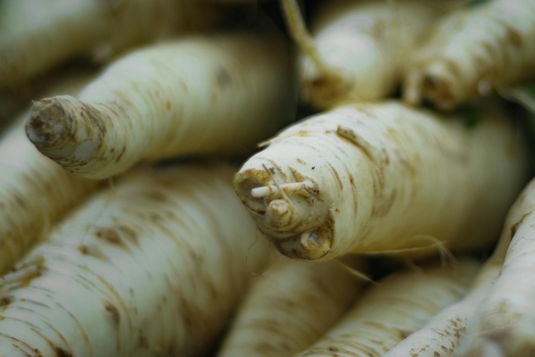 Horseradish