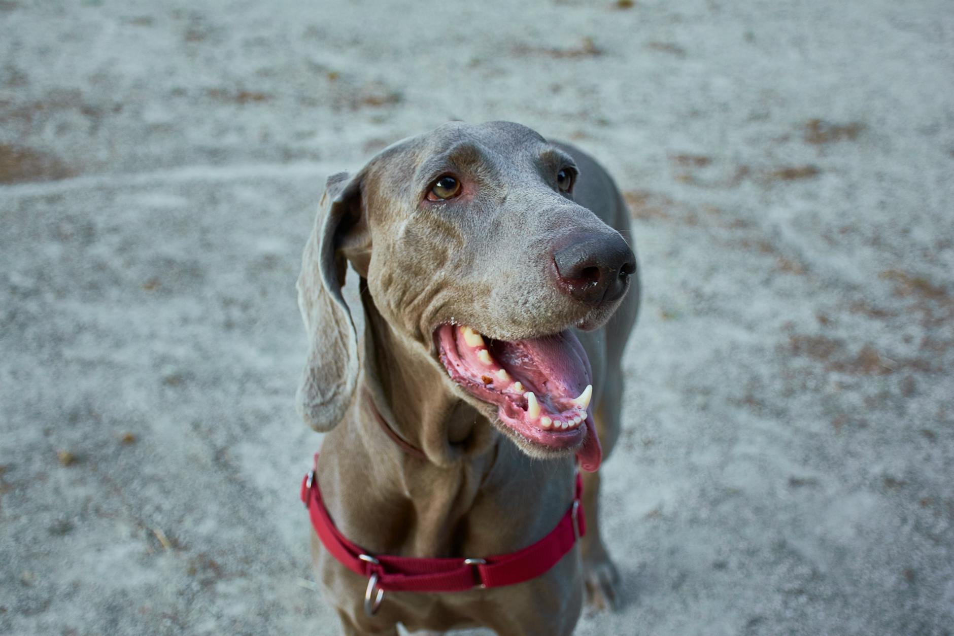 Weimaraner Dog Breed