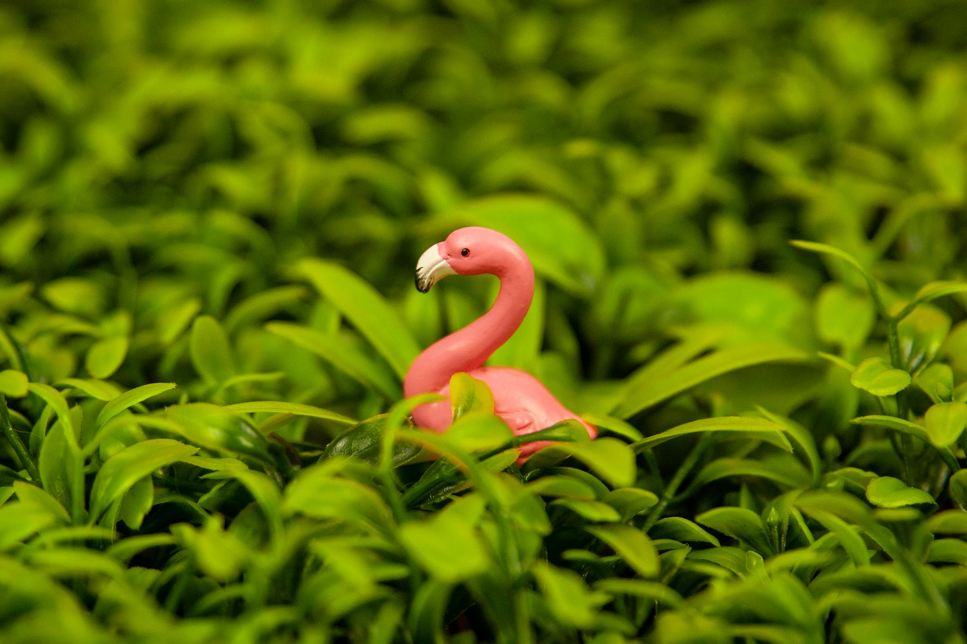 Plastic Flamingos