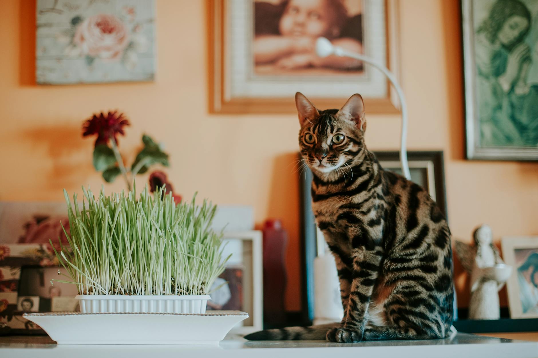 Bengal Cat Breed