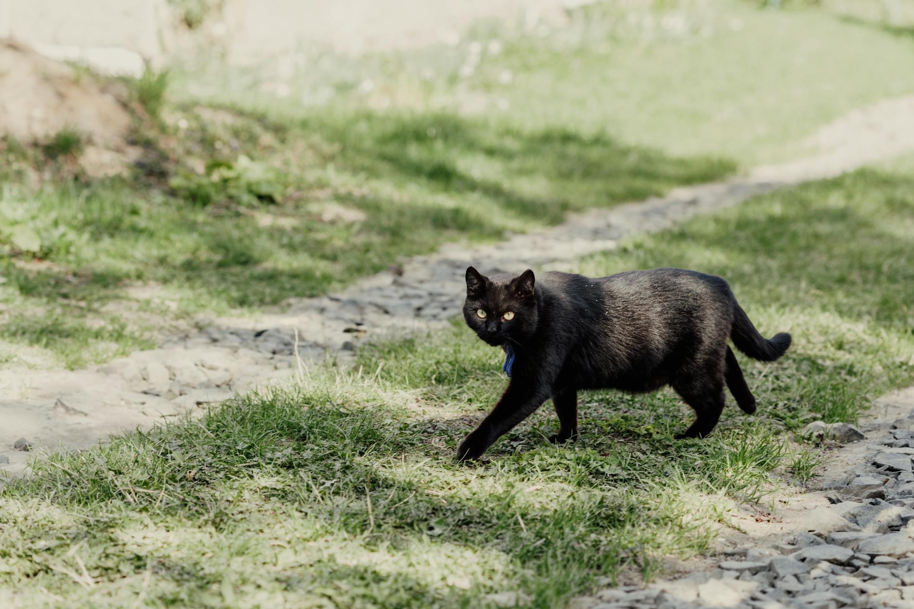 Bombay Cat Breed