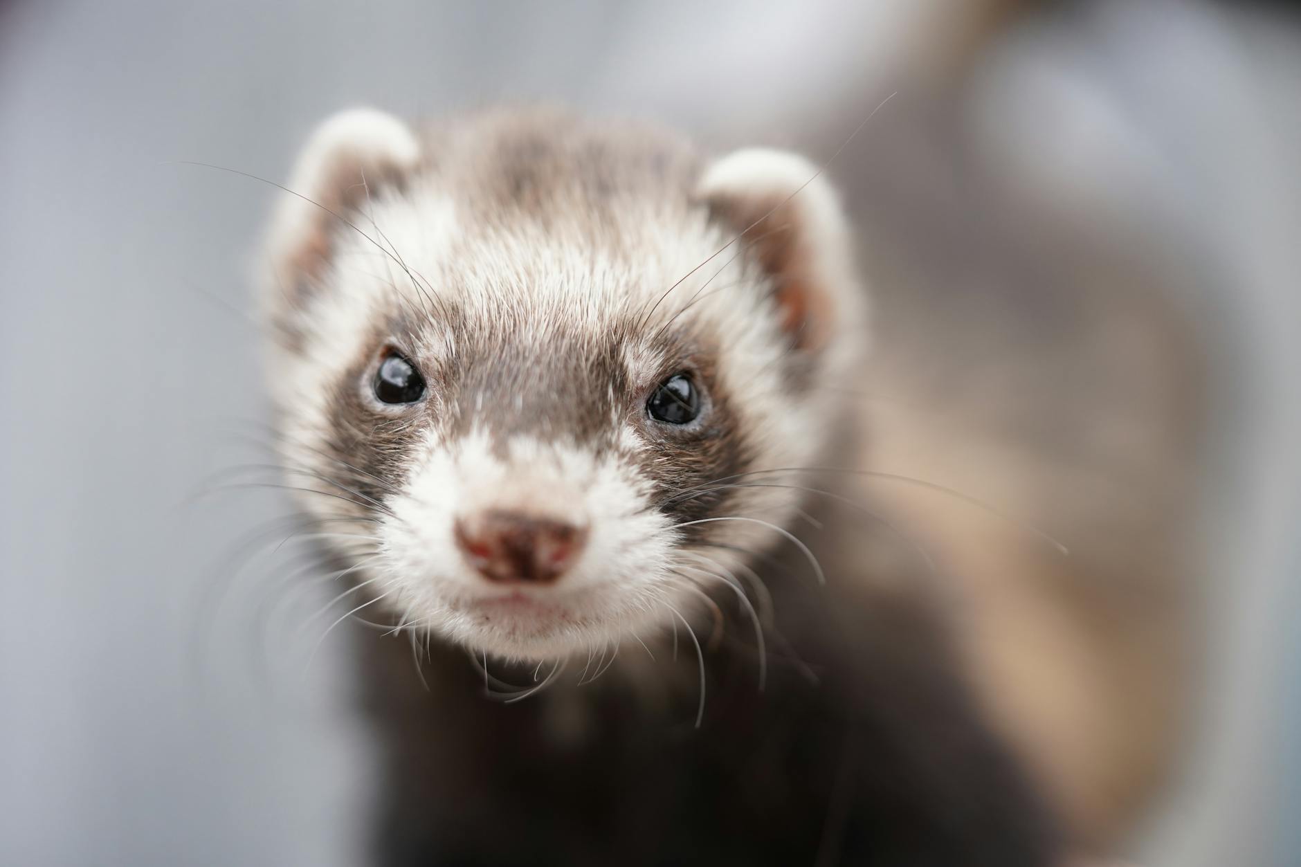 Ferret Pet