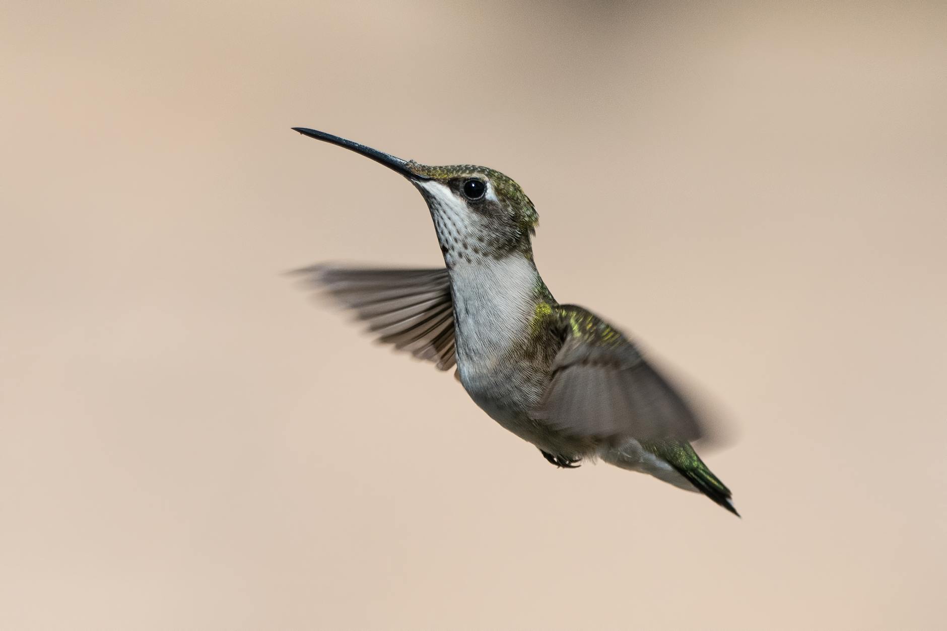 Hummingbird Animal