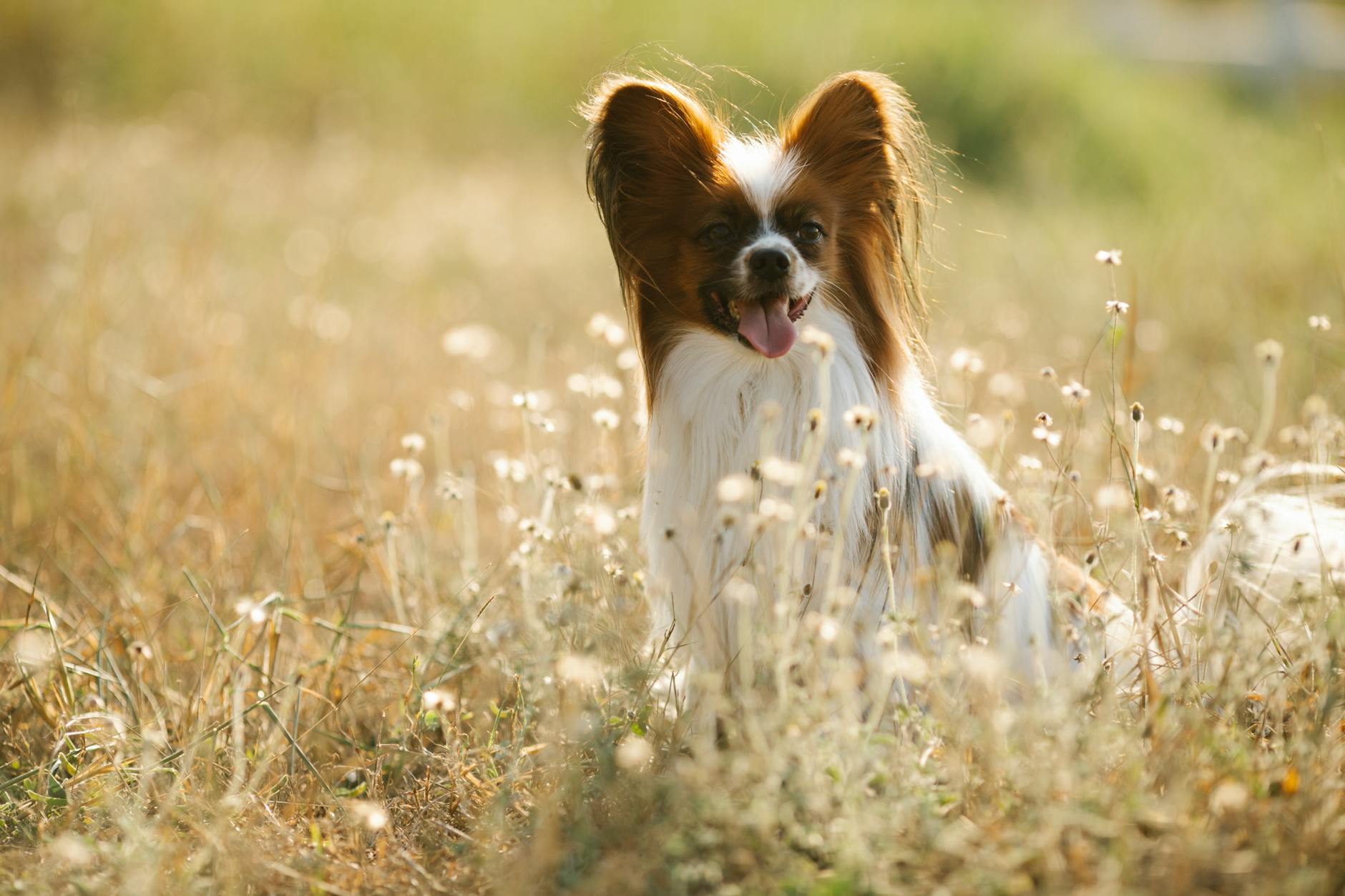 Papillon Dog Breed