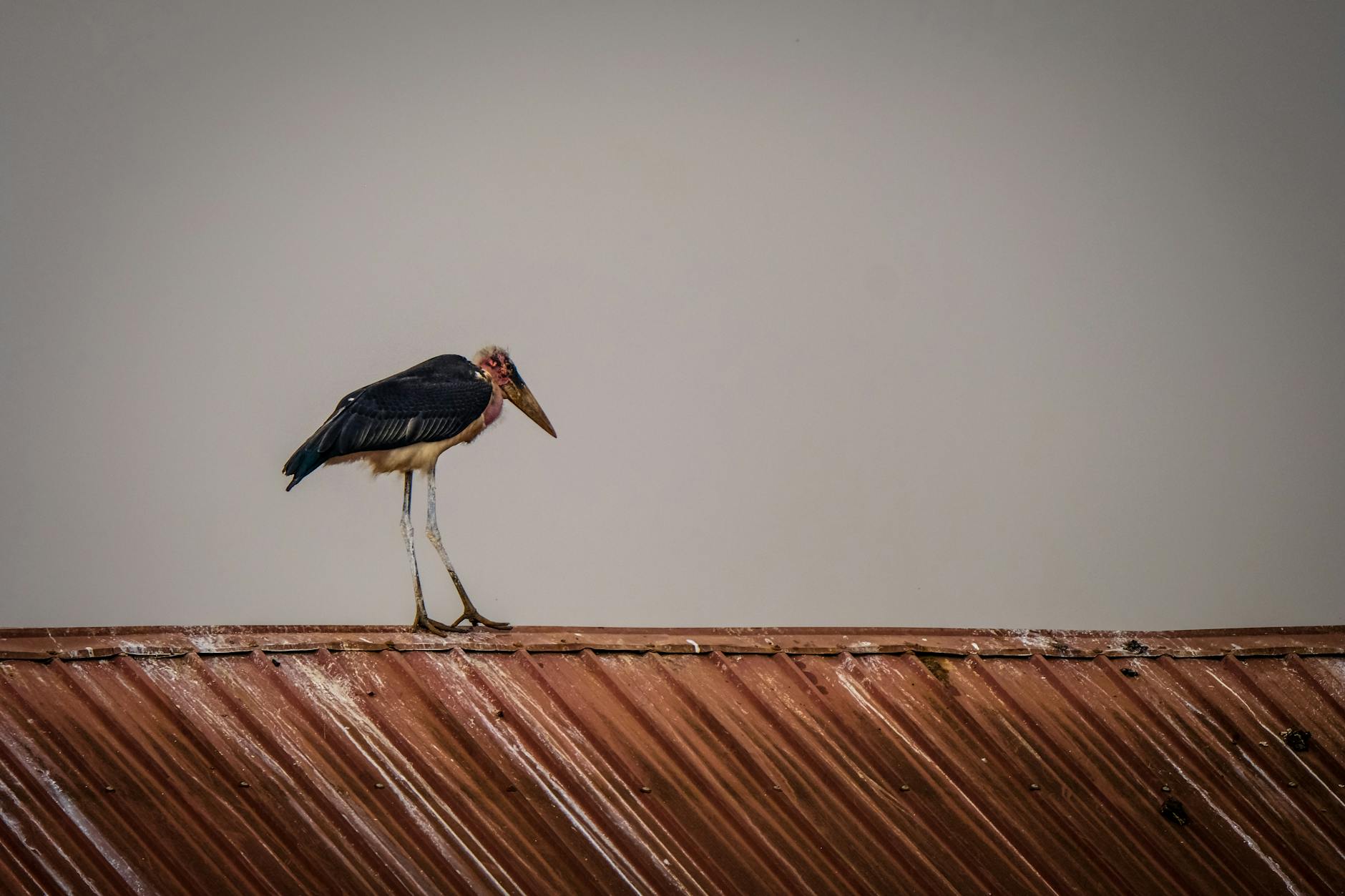 Marabou Storks