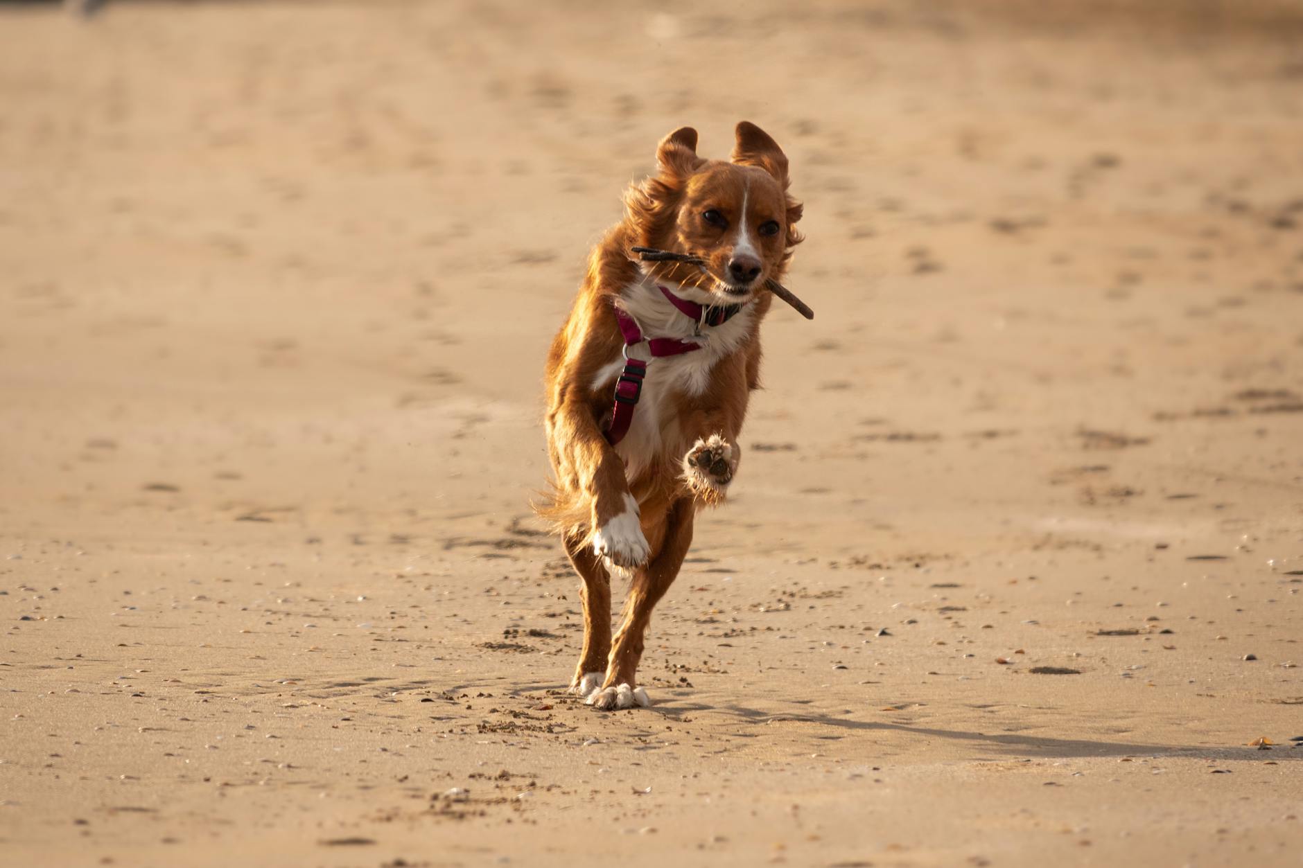 running Dog
