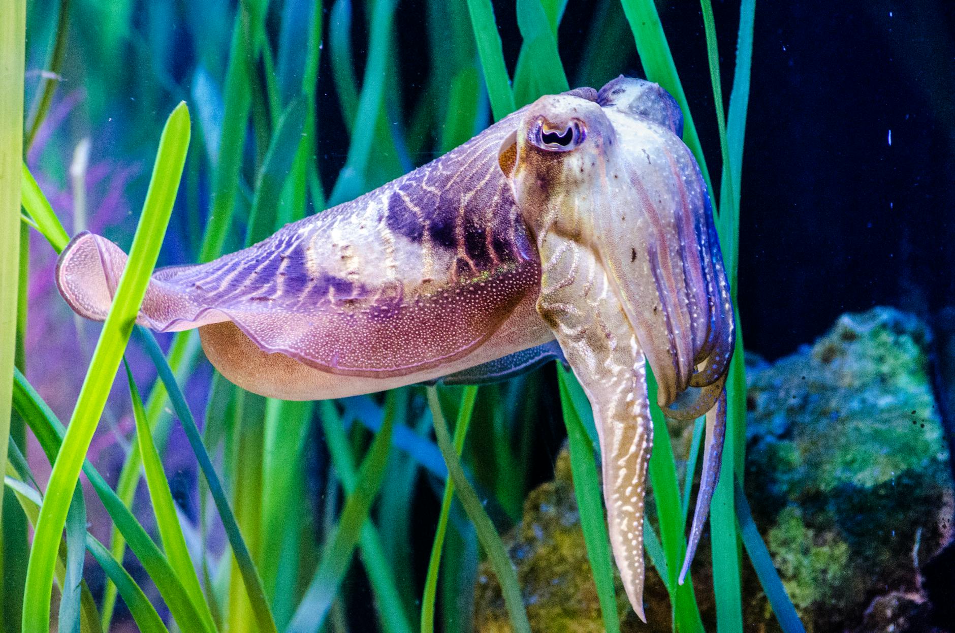 Cuttlefish Animal