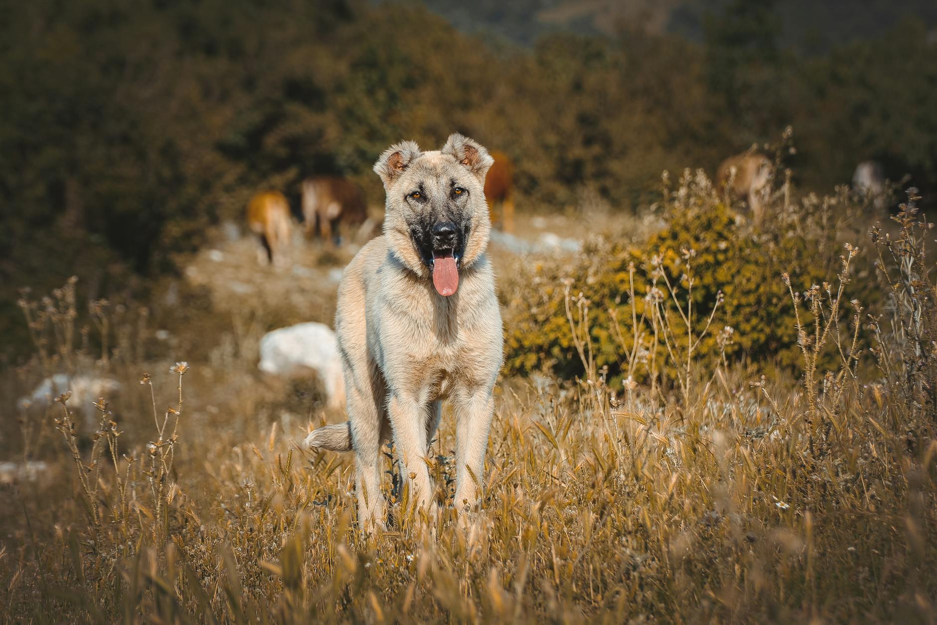 Anatolian Shepherd Dog Breed