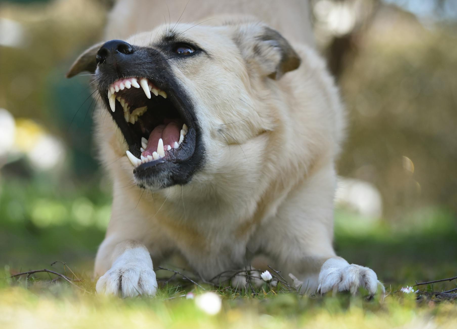 Aggressive Barking Dog