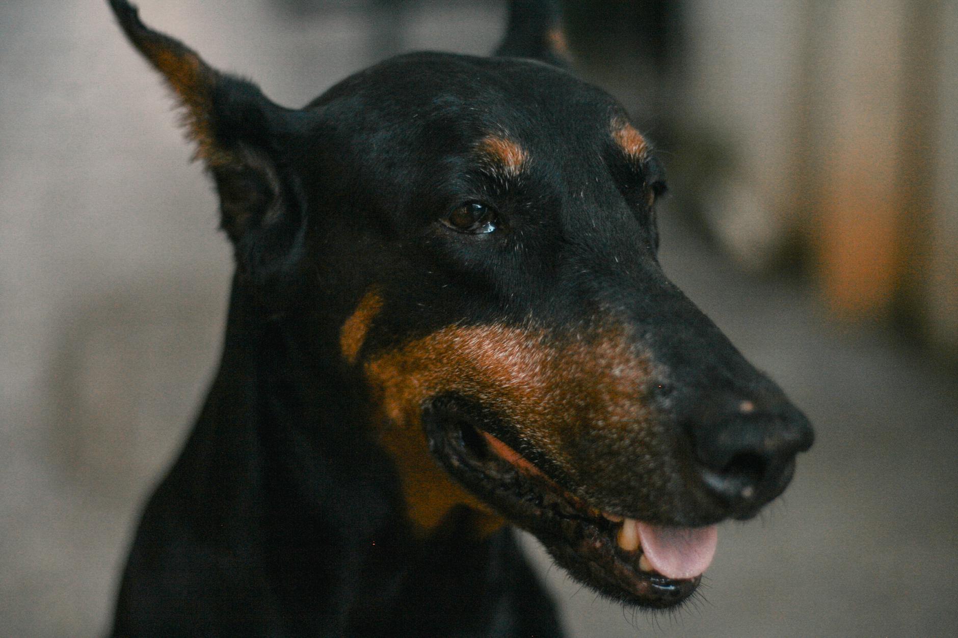 Doberman Pinscher Dog