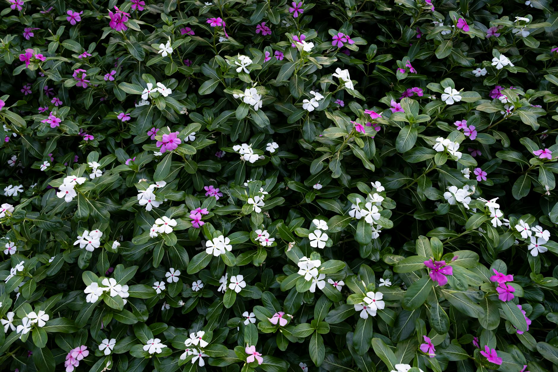 small ornamental shrubs